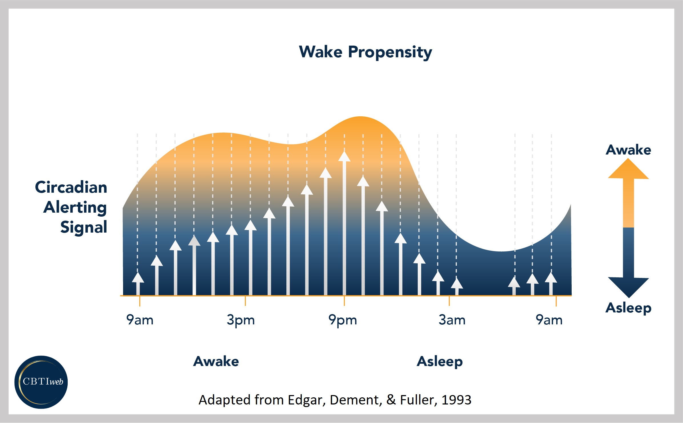 Basics of Sleep - Circadian Rhythm/Process C